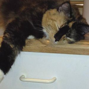 Meet your Posher, Zoe